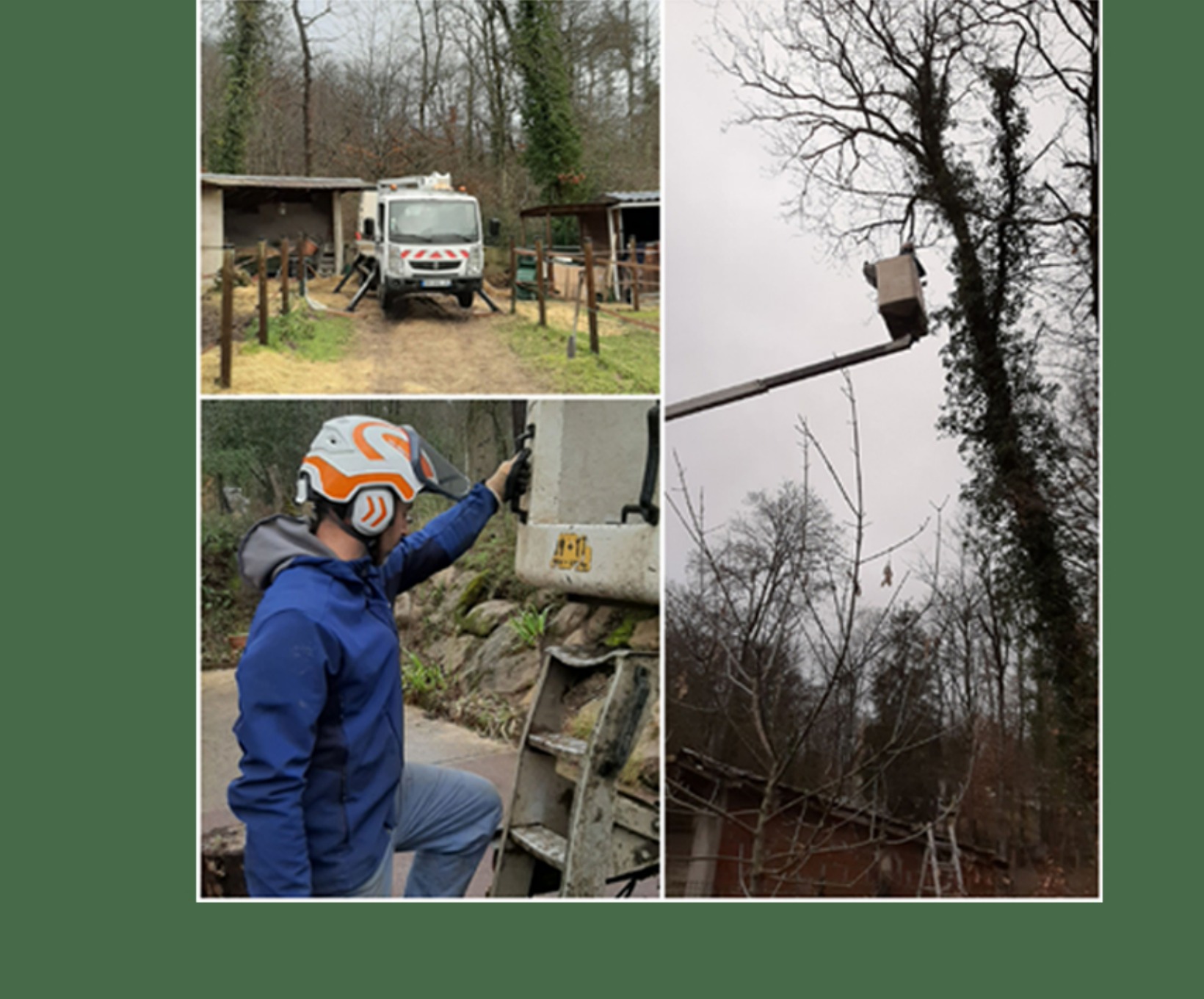 Élagage et abattage d'arbres