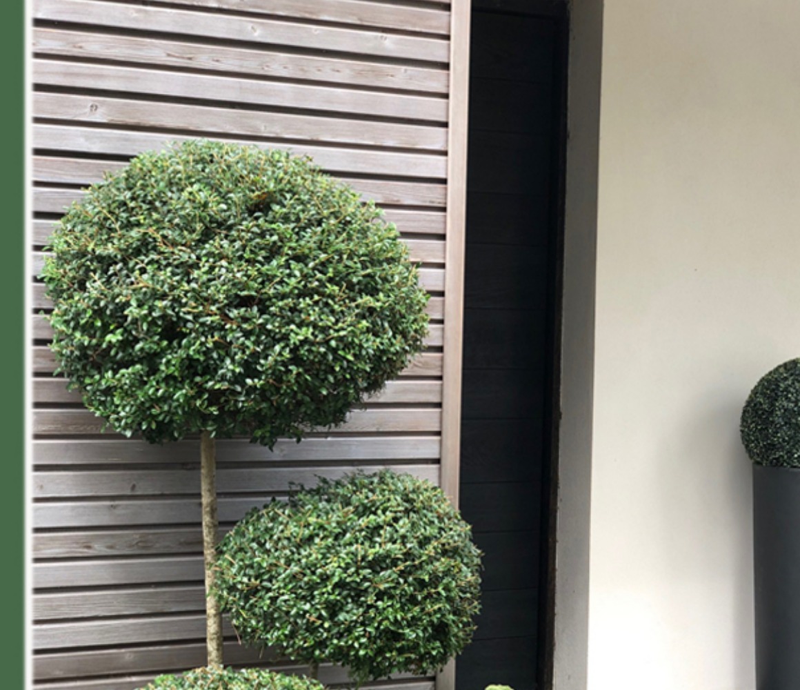 Topiaires et entrée de jardin paysager