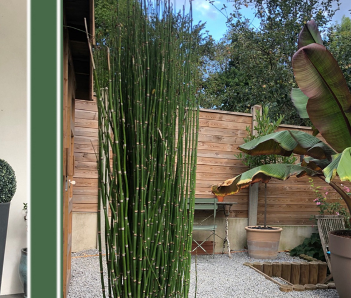 Jardin exotique avec bambous et bananier