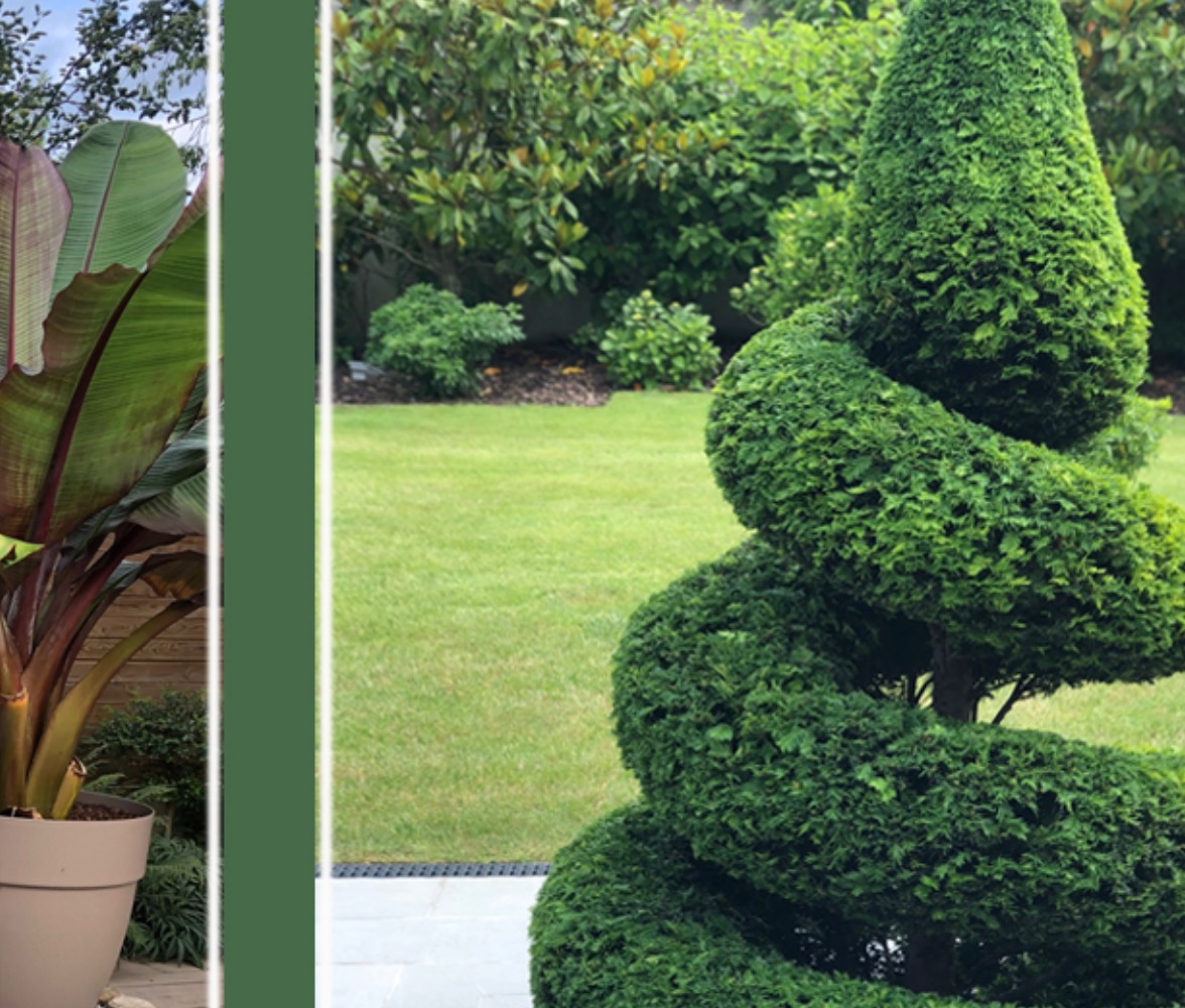 Topiaire en spirale dans un jardin paysager